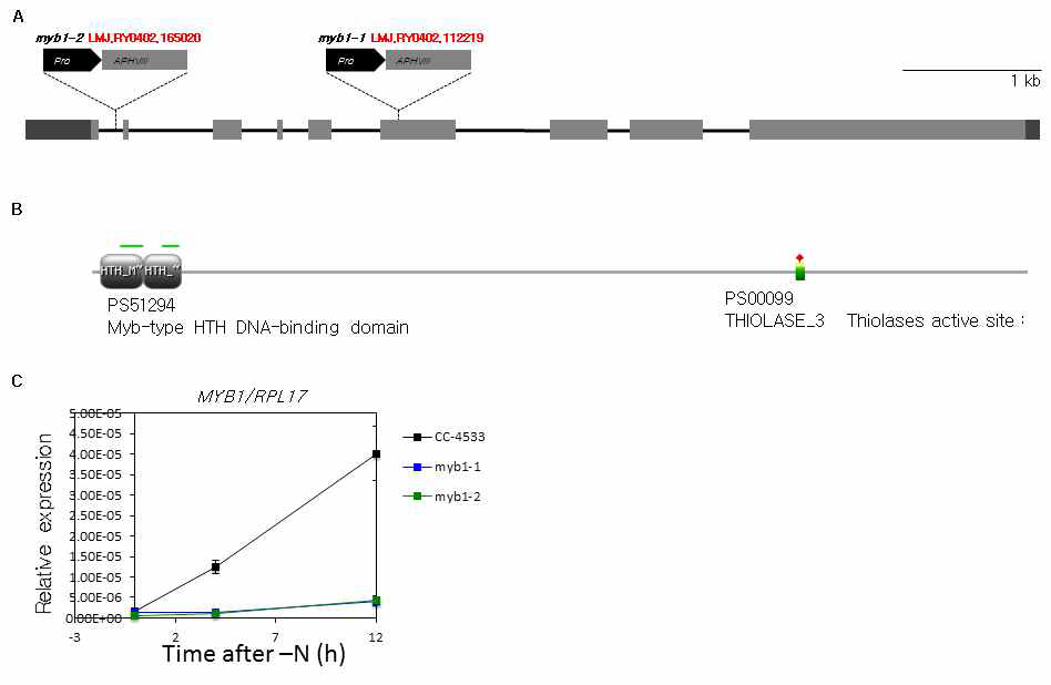 myb1 돌연변이체 순수분리 (A) myb1 돌연변이체의 유전형 분석, (B) MYB1 단백질의 topology 분석 (C) 야생종 (CC-4533) 과 myb1 돌연변이체에서 측정한 질소결핍조건에서 MYB1 유전자의 발현량 변화