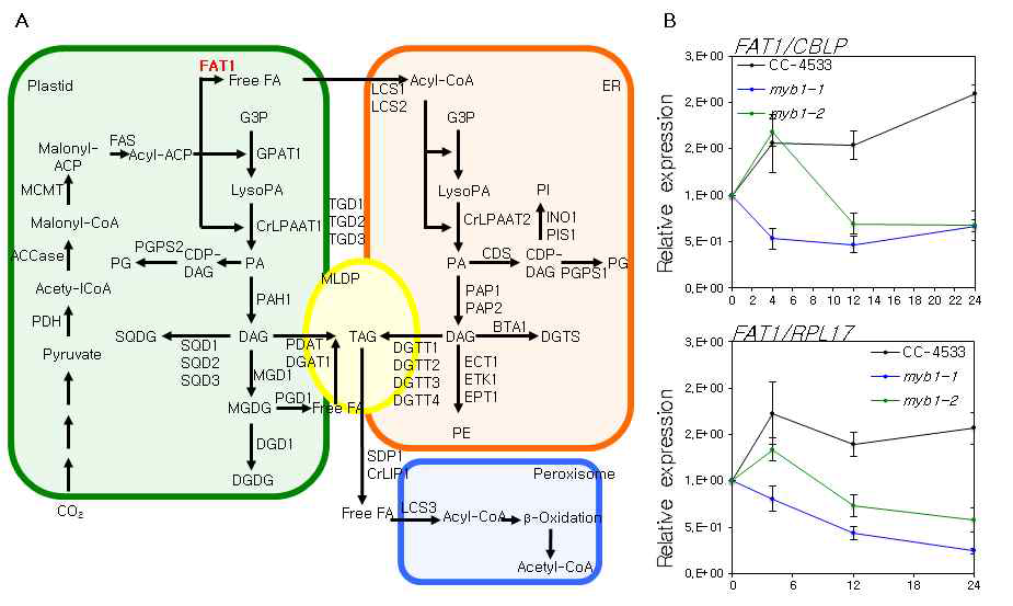 야생종(CC-4533) 과 myb1 돌연변이체에서 엽록체 유래 지방산 을 수송하는 FAT1 유전자의 발현 비교 (A) Chlamydomonas의 TAG 대사경로와 엽록체에서 합성된 지방산을 소포체로 수송하는데 FAT1 단백질의 대사경로 상의 위치 (B) 질소결핍조건에서 FAT1 유전자의 발현량 변화