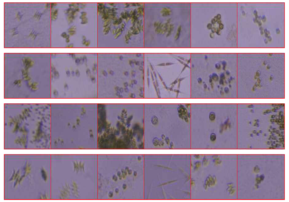 FACS를 이용하여 분리한 미세조류의 현미경 사진(x200)