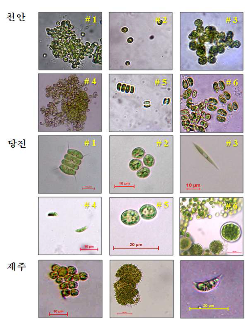 1차년도 선별된 미세조류의 광학현미경 사진(x200, x400)