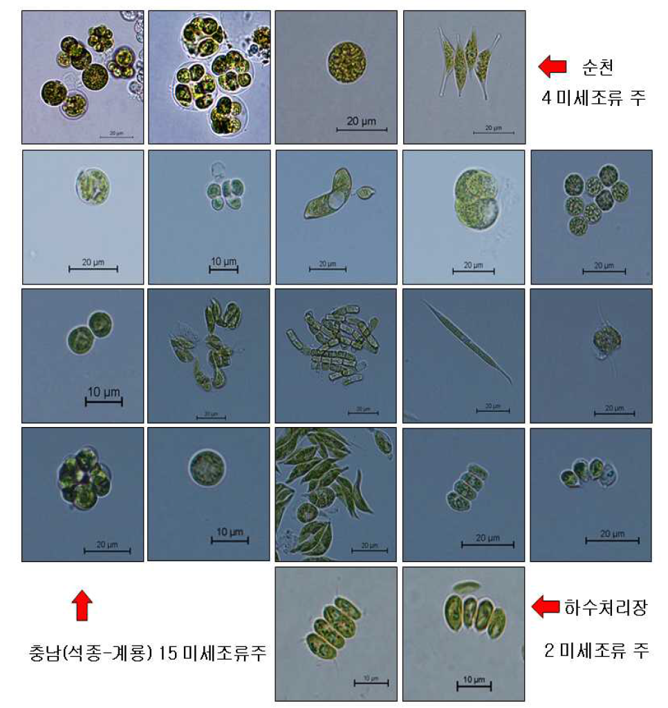 2차년도 선별된 미세조류의 광학현미경 사진(x200, x400)