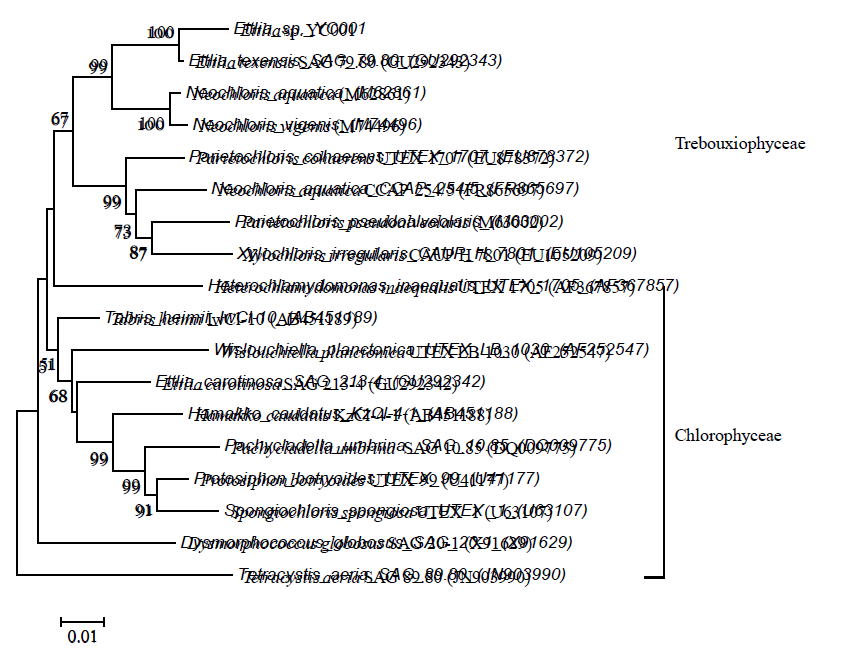 분리 한 YC001과 NCBI database의 18S rDNA 염기서열을 바탕으로 분석된 phylogenetic tree