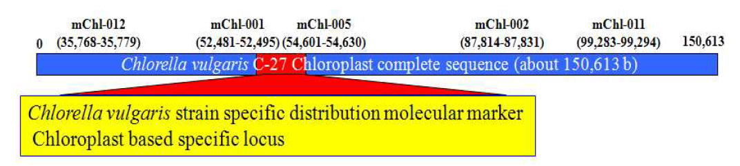 Chlorella vulgaris의 주(strain) 수준의 식별을 가능하게 하는 chloroplast based specific locus