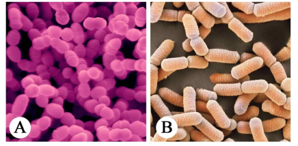 A; Streptococcus mutans (BP007763), B; Lactobacillus brevis (BP006557)