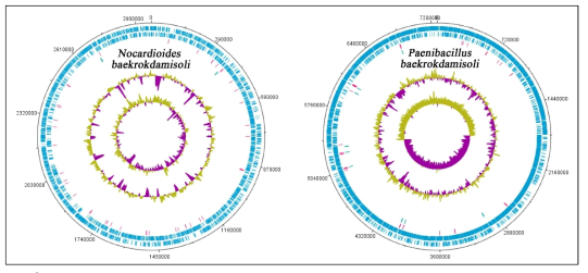 Circular map of Nocardioides baekrokdamisoli and Paenibacillus baekrokdamisoli