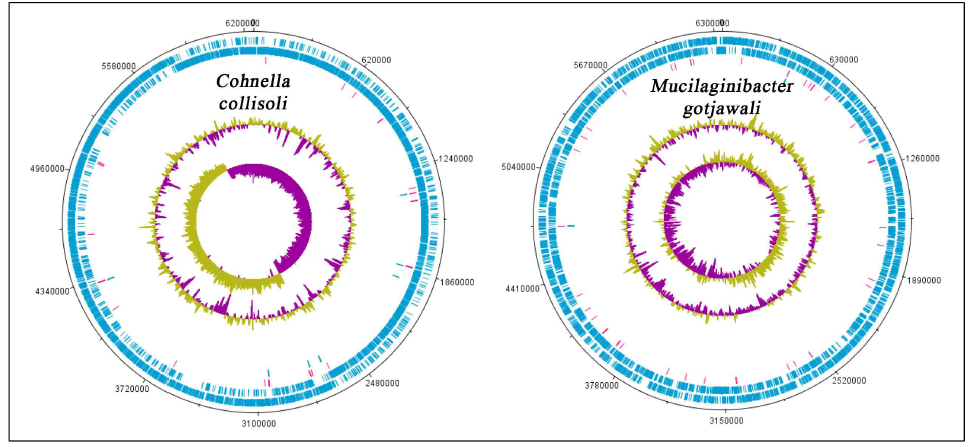 Circular map of Cohnella collisoli and Mucilaginibacter gotjawali