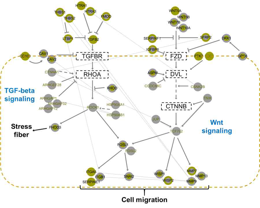 유전단백체 통합 subtype 2에 해당하는 생분자 시그니처로 구성한 네트워크 모델