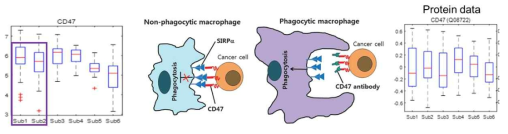 Phagocytosis를 저해하는 immune checkpoint의 subtype 별 발현