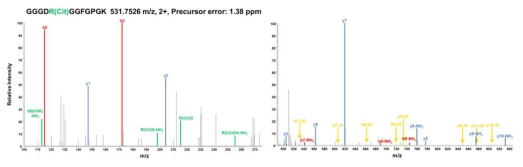 citrullinated peptide의 diagnostic ions