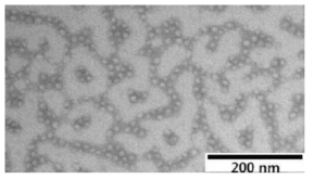 항바이러스제 내성 바이러스 진단용 나노구조체의 TEM 이미지