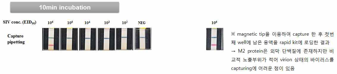 인플루엔자 M2e 항체 기반 바이러스 Capture 방법의 적용성 평가