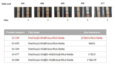 Sialic acids 기반 인플루엔자 바이러스 Capture 기반 전처리 방법