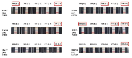 다양한 subtype 조류 인플루엔자 바이러스에 대한 sialic acid 친화력 비교