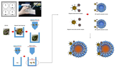 피펫팅을 활용한 자성입자-바이러스 복합체 분리 모식도