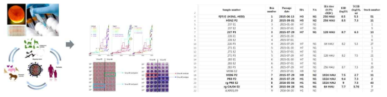 인플루엔자 분리주 뱅크 표준화를 통한 유효성 평가 기반 구축