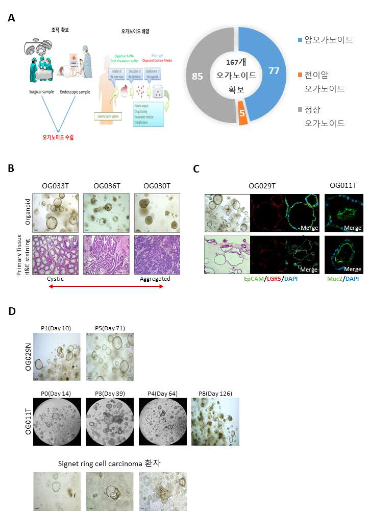 오가노이드 수립 및 조직과의 형태 및 병리학적 비교 (A) 오가노이드 수립 work flow (B) 조직과 오가노이드의 형태 및 병리학적 비교 (C) 오가노이드 확인을 위한 EpCAM/LGR5/DAPI Immuno-Fluorescence staining (D) 오가노이드 long-term culture 확인 및 SRCC 오가노이드 특징