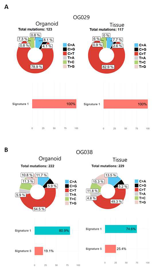 대장암 오가노이드 Whole exome sequencing 및 signature 분석 (A) OG029 (B) OG038