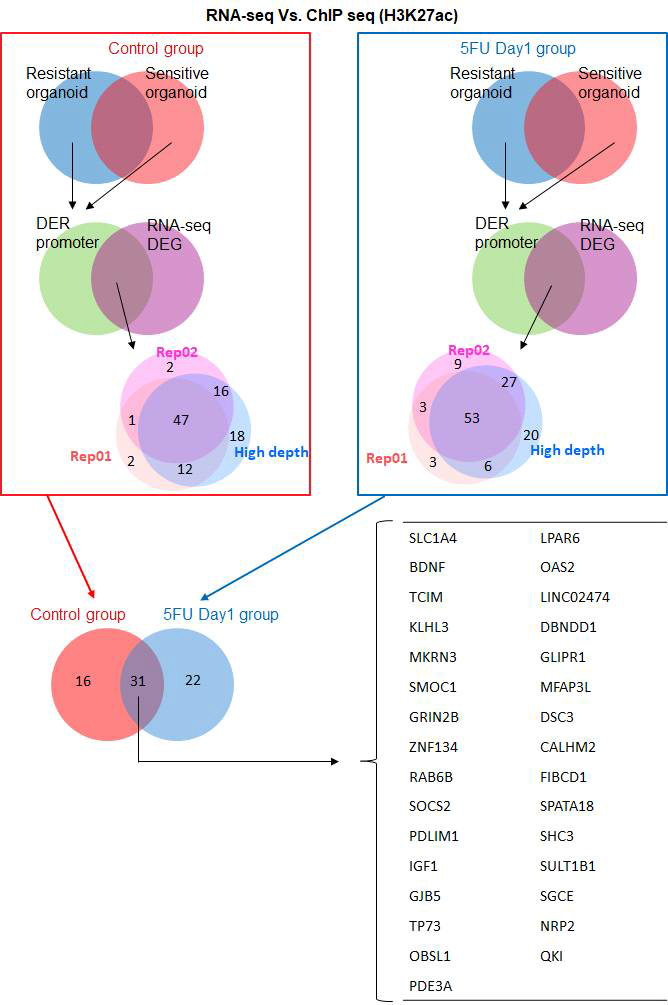 ChIP-seq과 RNA-seq 통합분석을 통한 약물반응성 예측 후보 인자 발굴