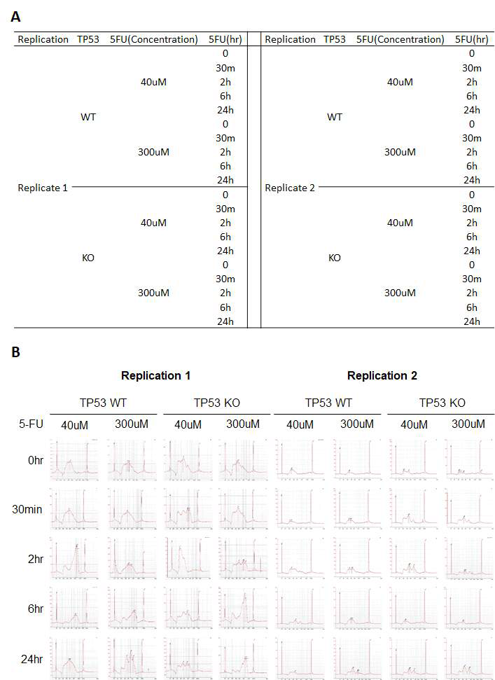 HCT116 대장암 세포주에서의 ATAC-seq (A) 샘플 목록 (B) Bioanlyzer를 이용한 library QC 결과