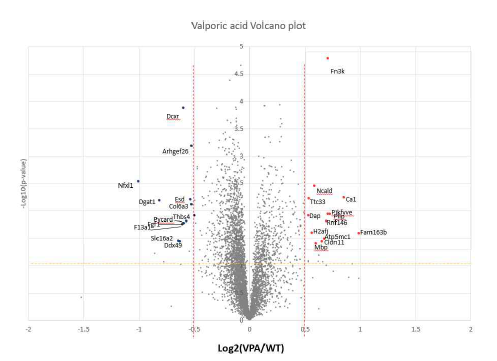 VPA 모델 쥐의 단백체 분석 결과