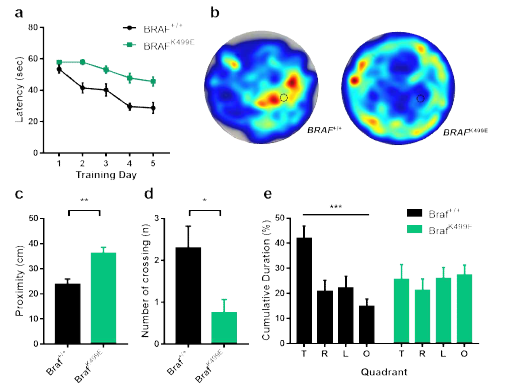 신경 줄기 세포 특이적 BRAFK499E 발현이 학습과 기억에 미치는 영향 a 학습 기간 동안의 수중 미로 탈출 지연속도 b 테스트에서 생쥐의 움직임을 기록한 heatmap c 플랫폼이 있던 위치로부터의 거리 d 통과한 횟수 e 각 사분면에 머문 시간