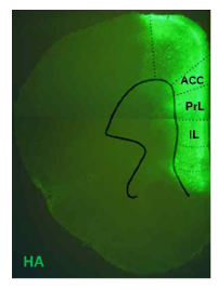 생쥐 뇌측전전두엽에 특이적으로 발현된 바이러스. SHP2 돌연변이 뒤에 부착된 HA 염색을 통해 확인하였음