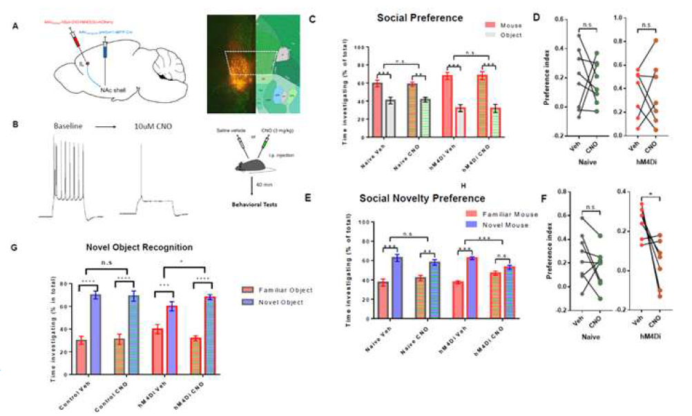 IL에서 NAcSh로 가는 신경세포의 활동이 사회성에 미치는 영향