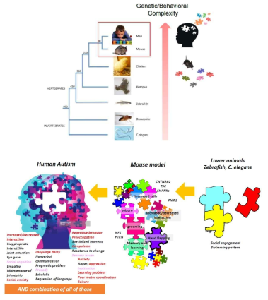 복잡질환으로서의 자폐증과 연구에 사용되는 동물모델들