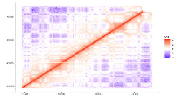 Hi-C raw contact map