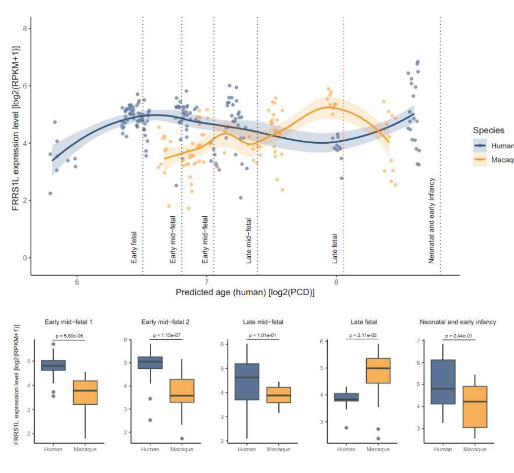 전사체 데이터를 통해 살펴본 인간과 마카크 원숭이 뇌에서 FRRS1L 유전자 발현량의 차이
