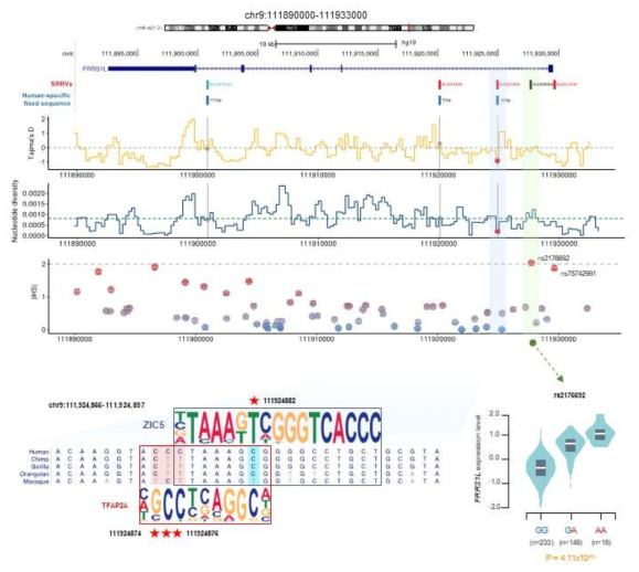 FRRS1L 유전자와 연관된 공유 희귀 열성 변이체 및 그 변이들의 진화적, 기능적 특징