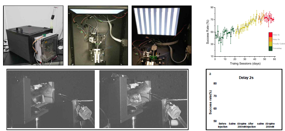 두부고정 중 판단과제 수행 능력 평가 (왼쪽) 훈련에 따른 성공률변화 (오른쪽 위) 및 아세틸콜린 의존성 (오른쪽 아래)