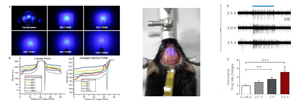 투명화된 설치류 두개골과 phantom skin에 부착한 단일 광자극용 전자피부의 측면 방향으로의 빛 퍼짐 측정 및 분석과 빛에 따른 활성 변화 측정