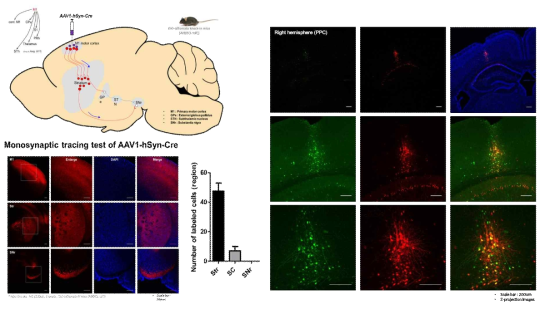 AAV1을 활용한 anterograde trasn-synaptic labeling 기법