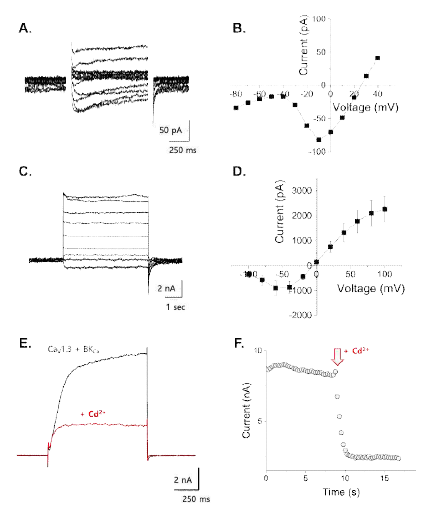 칼슘채널 CaV1.3와 BKCa간의 기능적 연계. Whole-cell (A), inside-out (B) patch-clamp로 기록된 CaV1.3 (A, B)와 BKCa(C, D)의 대표그림과 전압-전류 상관관계 (B, D). BKCa(C)의 활성화는 전압 및 10 uM [Ca2+]i를 이용해 유도하였음. 두 채널을 동시 발현한 후 whole-cell patch-clamp를 통해 기록한 전류의 예 (E). 세포밖 Cd2+ 이온의 처리에 따른 전류의 감소(붉은색). F. 시간에 따른 Cd2+ 이온에 의한 전류감소