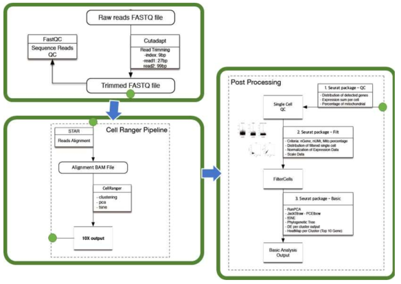 Fastq QC, Trimming, Alignment, Single cell QC, Filter, Basic Analysis 작업 과정