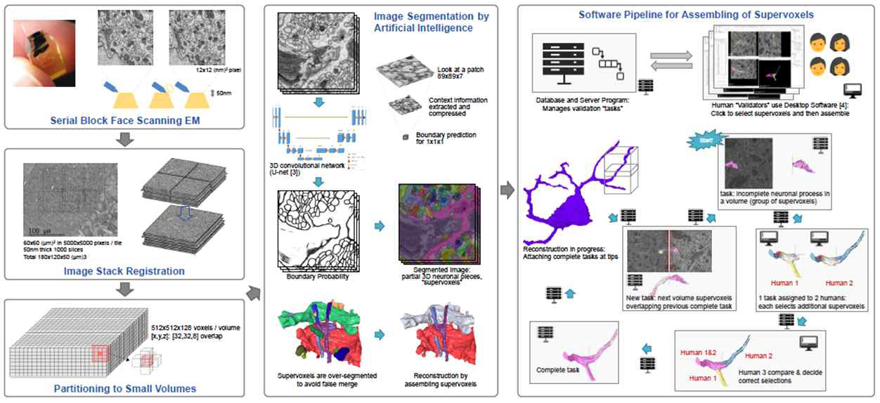 현미경 영상 분석을 통한 뉴런 재구성 파이프라인 개념도