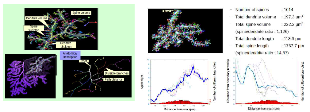 신경세포 3차원 구조 정보 추출 (왼쪽) 부피를 가진 3차원 뉴런 구조로부터 가지치기 골격구조와 시냅스 가시(오른쪽 위)시냅스 가시의 밀도, 부피 등에 대한 정보를 추출(오른쪽 아래)시작점으로부터 거리에 따른 길이 당 시냅스 가시 밀도의 변화 (좌)와, 거리에 따른 뉴런 가지의 단면 반지름