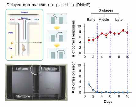T-maze를 이용한 의사결정 동물행동 모델