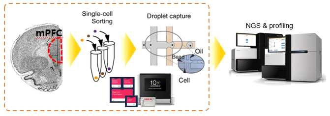 단일세포 특이적 전사체 분석 및 프로파일링 연구 모식도