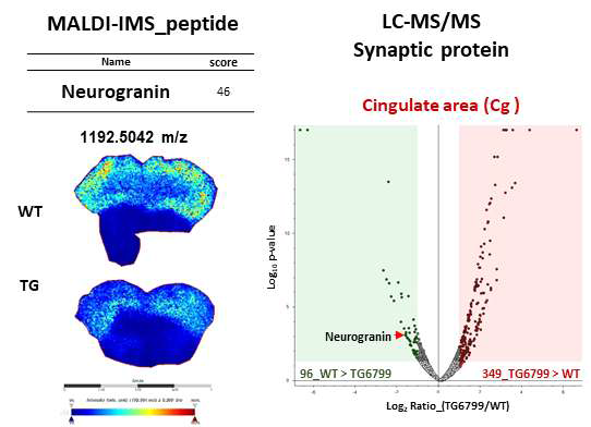 전전두엽에서의 시냅스 단백체 분포 (e.g., Neurogranin)