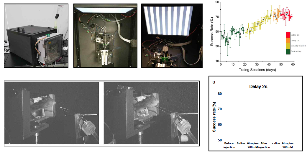 두부고정 중 판단과제 수행 능력 평가 (왼쪽) 훈련에 따른 성공률변화 (오른쪽 위) 및 아세틸콜린 의존성 (오른쪽 아래). 이광자 현미경, 판단과제 수행중 전기생리학 등의 연구기법 사용을 위해 두부고정중의 판단행동에 대한 훈련을 실시하였음. 머리가 고정된 생쥐는 좌측 혹은 우측으로 움직이는 세로줄의 방향을 기억하였다가 delay이후에 해당 방향의 lickport를 통해 보상을 받게 됨. 수행중인 생쥐는 반대방향의 lickport를 핥는 경우에는 자극적 청각신호와 time-out을 받기 되기 때문에 양쪽을 핥거나 임의의 방향을 핥지 않아야한다는 것을 배우게됨 (위)왼쪽부터 완성된 행동 분석장치, 외부와 빛, 소음 등이 차단된 박스의 형태이며, 내부에는 스크린, lickport, 두부고정장치와 몸통 고정장치를 지니고 있음. 스크린이로부터 왼쪽/오른쪽으로 이동하는 세로줄. (아래) 신호 중에는 lickport가 이격되어있다가, 수초 후 lickport가 핥을 수 있는 거리로 다가오게 하여, delay를 강요할 수 있음. Atropine 투여 시 success rate이 criterion performance level(>70% correct)에서 chance level로 떨어짐을 반복 및 가역적으로 확인. Atropine은 200mM의 농도로 총 50nl를 2nl/s으로 투여함