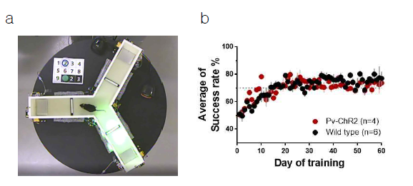 감각기반을 통한 mouse의 의사결정을 유도하기 위한 Y-maze 행동훈련. a, LED light 시각자극을 통한 좌/우 선택 학습의 반복 훈련을 위하여 Y-maze 장치를 고안함. b, 좌/우 선택 학습의 성공률 변화. 15번이상의 훈련으로 목표치인 70% 이상의 성공률을 유도할 수 있었음