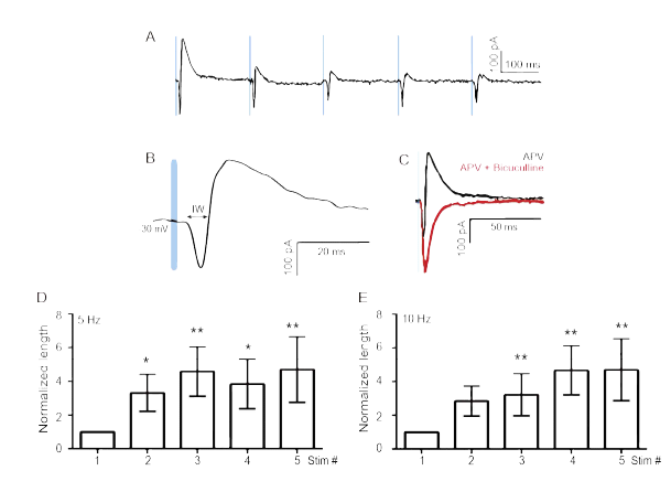 (A) -30 mV로 전압을 유지한 채로 APV 100 μM을 처리하며 EPSC/IPSC를 측정하고 활성융합시간창을 측정함 (IW). (B) EPSC/IPSC sequence with APV 100 μM and 2 μM Bicuculline (Vhold = -30 mV, red). (C) 5 Hz 광유전학적 자극 중 EPSC/IPSC complex sequence (D-E). Normalized IW length of integration window at 5 Hz (Top) and 10 Hz (Bottom). IW length increases along with high-frequency stimulation. *p<0.05 **p<0.01, paired t-test, non-parametric
