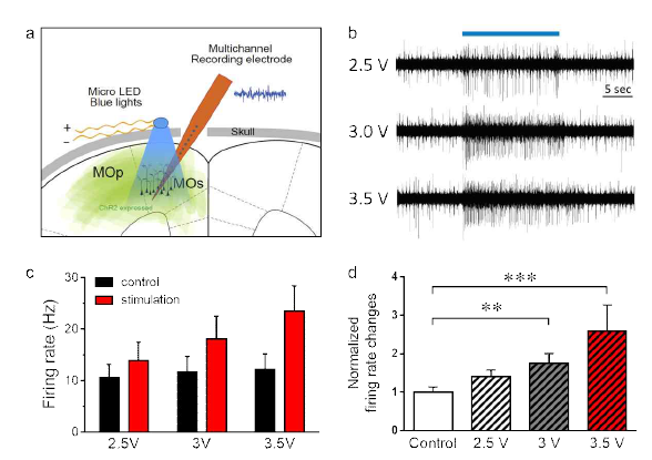 두개골위에 부착된 micro LED 자극으로의 활성조절. (a) ChR2이 발현되고 있는 대뇌피질에 다채널 기록용 전극을 이용해 기록을 하면서 micro LED 자극을 주는 실험 모식도. 2.5V, 3V, 3.5V micro LED 자극에 의한 대뇌피질 firing rate은 자극 세기에 의존적으로 감소하는 경향을 보임 (b,c,d). ** P < 0.01, *** P < 0.001