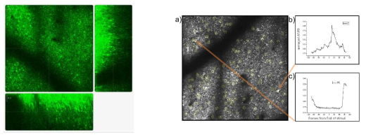 GCaMP6f를 발현한 쥐의 이광자 현미경이미지. 가운데 XY평면은 약 500X500um의 크기이고 오른쪽과 아래의 이미지는 깊이방향으로 220um를 1um간격으로 10장씩 촬영한 총 2210장의 이미지를 합성한 단면이다. (오른쪽)a) 총 3000장의 이미지에서 100개 이상의 뉴런이 구별 가능하다. b) 행동에 맞춰 칼슘 농도를 정렬한 결과 단기 기억 의존성의 활동을 보이는 세포. c) 보상 특이적인 반응을 보인는 뉴런의 예
