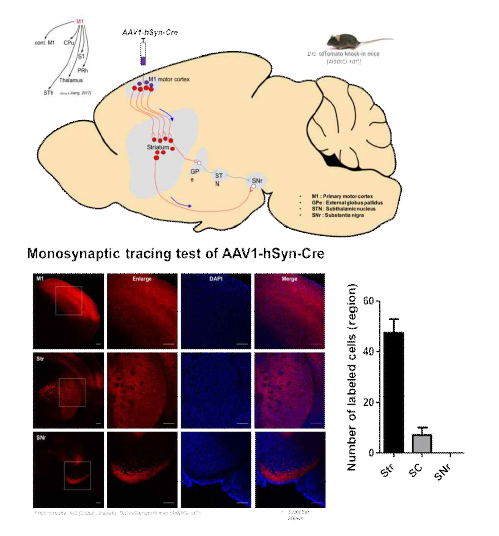 AAV1을 활용한 anterograde trasn-synaptic labeling 기법. Ai9 (Cre-dependent tdTomato 발현 가능) 마우스의 primary motor cortex (M1)에 AAV1-hSyn-Cre를 주입하면 postsynaptic area인 striatum(Str)에 형광단백질 발현을 관찰할 수 있으나 monosynaptic target이 아닌 substantia nigra(SNr)에는 형광단백질 발현을 관찰할 수 없음