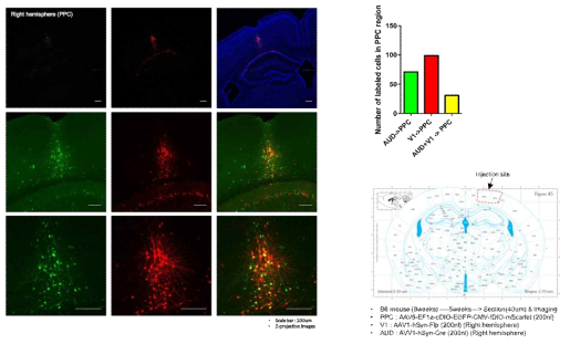 (왼쪽 위) AUD (green) 및 V1 (red) 입력을 받는 PPC 신경세포들의 모습. (오른쪽 위) 형광단백질 발현 정도에 따른 PPC 신경세포 비율. (오른쪽 아래) 실험조건