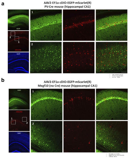 Cre 재조합효소에 의존적으로 발현되는 AAV2-EF1a-cDIO-EGFP-mScarlet(R)의 in vivo 작동 여부. a. PV-Cre 마우스의 hippocampal CA1 영역에 AAV2-EF1a-cDIO-EGFP- mScarlet(R)를 주입한 결과. b. Cre가 발현되지 않는 마우스의 hippocampal CA1 영역에 AAV2-EF1a-cDIO-EGFP-mScarlet(R)를 주입한 결과. Cre 발현이 없음에도 불구하고 일부의 세포에서 mScarlet의 발현이 유도되는 것을 확인함