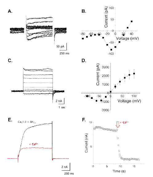 칼슘채널 CaV1.3와 BKCa간의 기능적 연계. Whole-cell (A), inside-out (B) patch-clamp로 기록된 CaV1.3 (A, B)와 BKCa(C, D)의 대표그림과 전압-전류 상관관계 (B, D). BKCa(C)의 활성화는 전압 및 10 uM [Ca2+]i를 이용해 유도하였음. 두 채널을 동시 발현한 후 whole-cell patch-clamp를 통해 기록한 전류의 예 (E). 세포밖 Cd2+ 이온의 처리에 따른 전류의 감소(붉은색). F. 시간에 따른 Cd2+ 이온에 의한 전류 감소